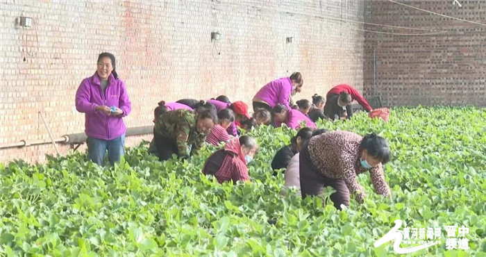 榆社：草莓大棚喜丰收 映红农户增收路